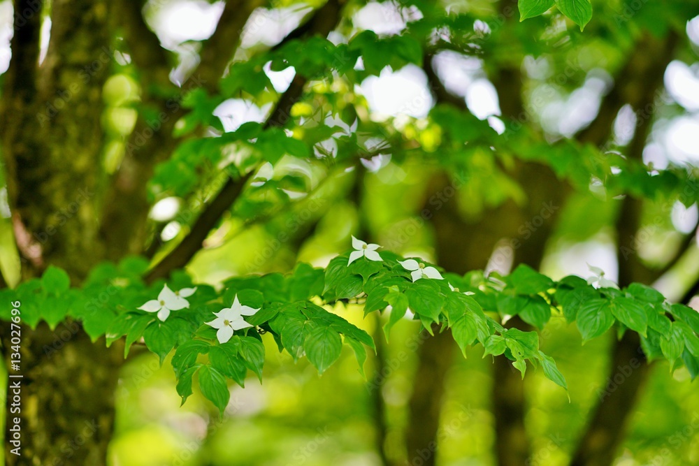 Obraz premium ヤマボウシの花