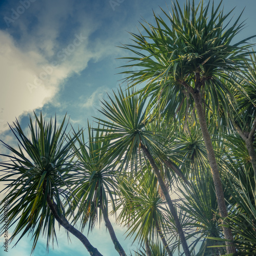 Palm Trees Against Sky © ystewarthenderson