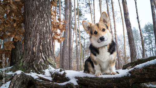 Welsh Corgi on a walk in the winter forest.