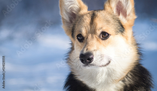 Welsh Corgi on a walk in the winter forest.