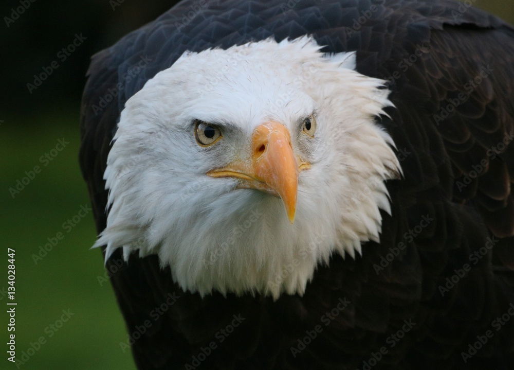 Fototapeta premium Head of a mature American Bald Eagle (Haliaeetus leucocephalus) in close-up 