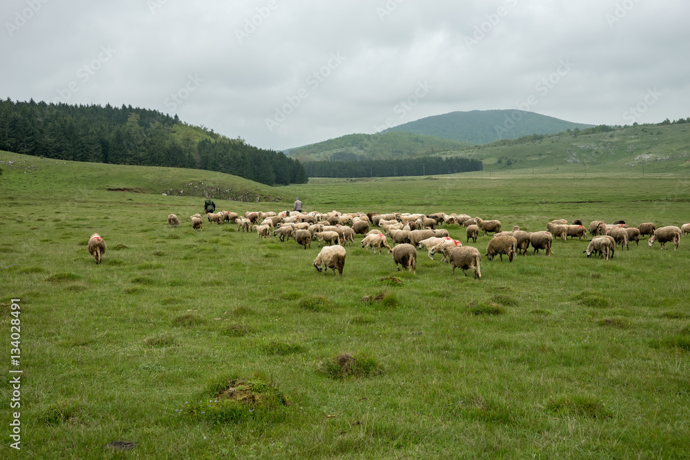 Fototapeta premium Milking sheep in Brezovica on the mountain household