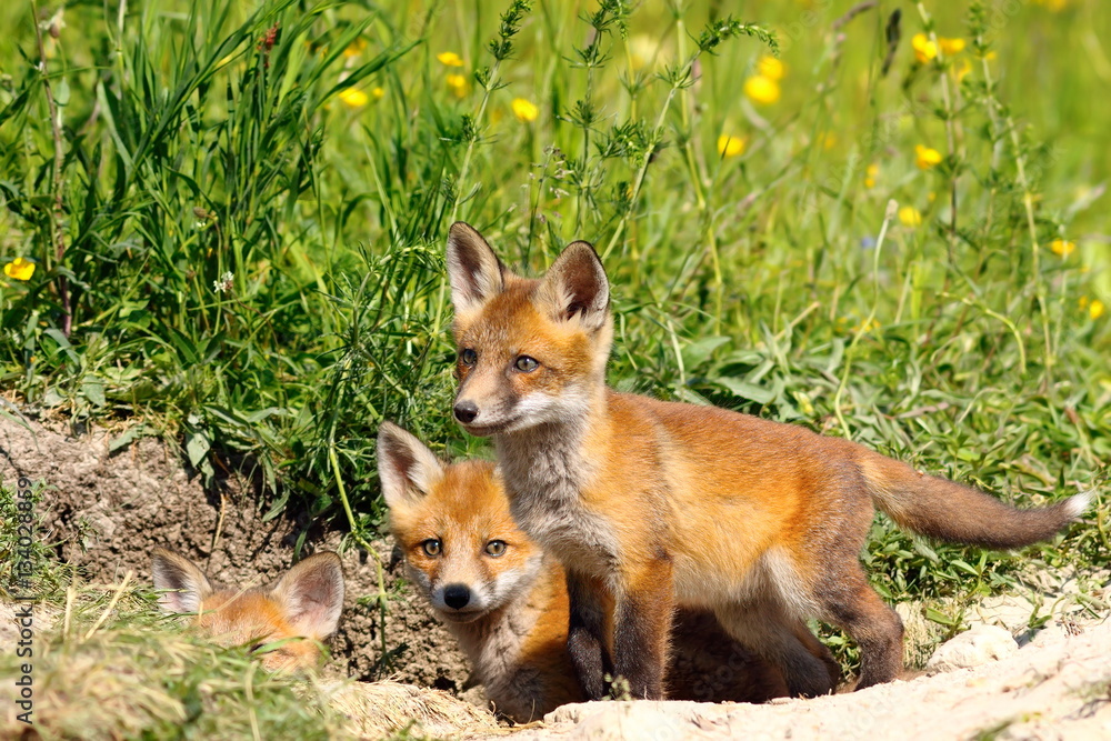 Fototapeta premium family of young fox cubs near the den