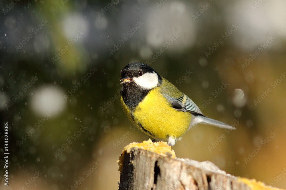 Naklejka premium great tit eating lard in a snowy day