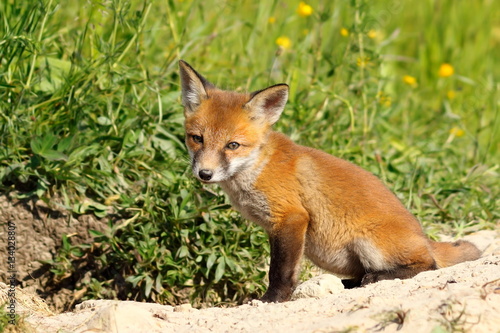 cute european wild fox cub © taviphoto