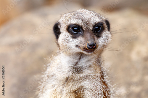 Meerkat looking straight at you. © charissalotter