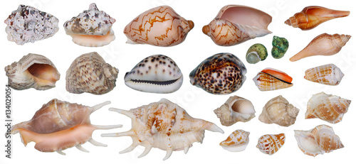 Sinks of tropical sea mollusks isolated set