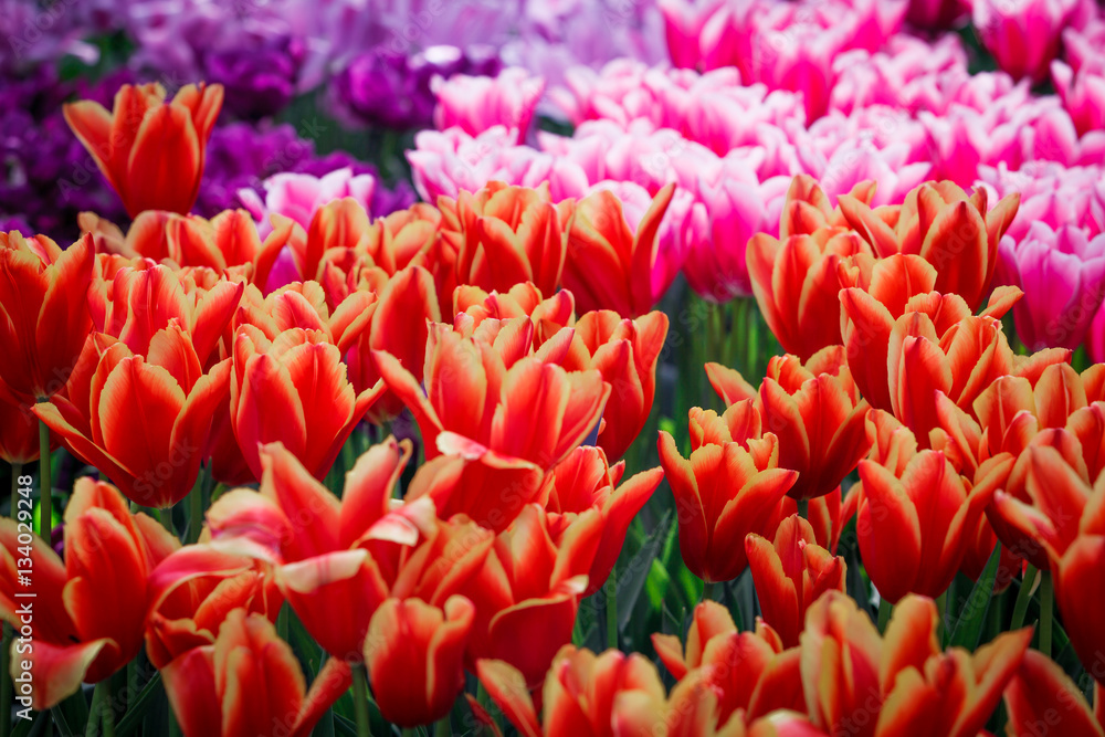 colorful flowers abstract background. tulips colorful flowers abstract background. tulips
