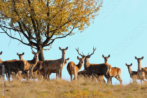 Photography group of red deers in mating season