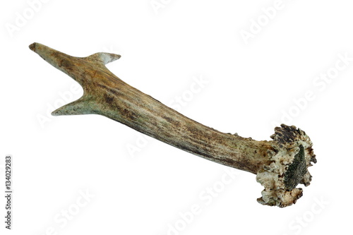 isolated roe deer horn