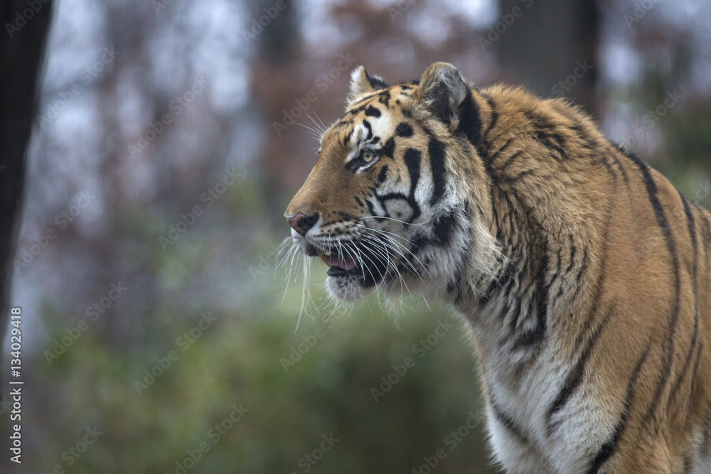 Portrait of siberian or Amur tiger