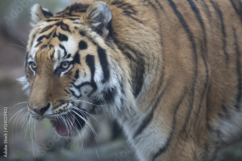 Portrait of siberian or Amur tiger