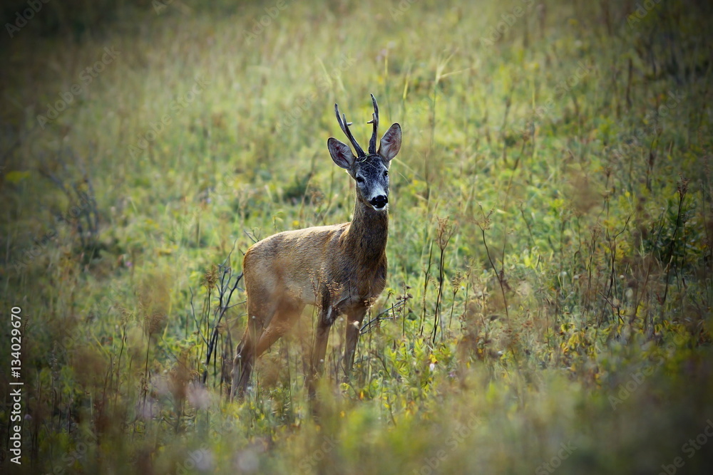 Fototapeta premium wild roe deer buck on meadow