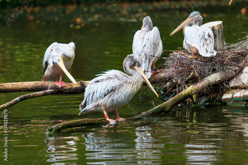 фотографія White Pelican.  group of pelicans in the pond