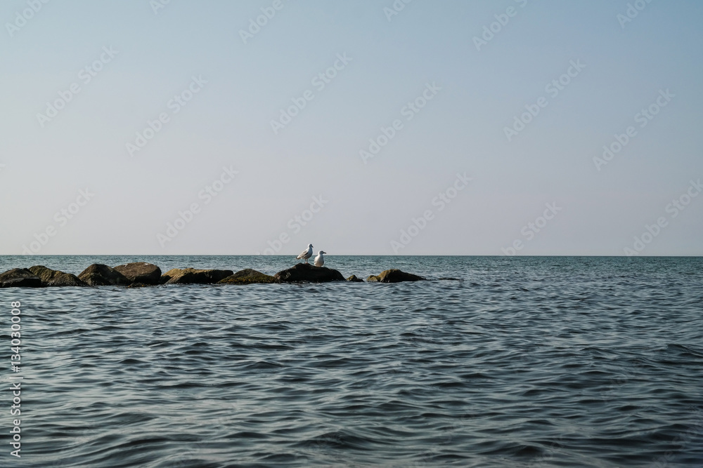 two seagulls on rocks in sea water at baltic sea coast in northern germany two seagulls on rocks in sea water at baltic sea coast in northern germany