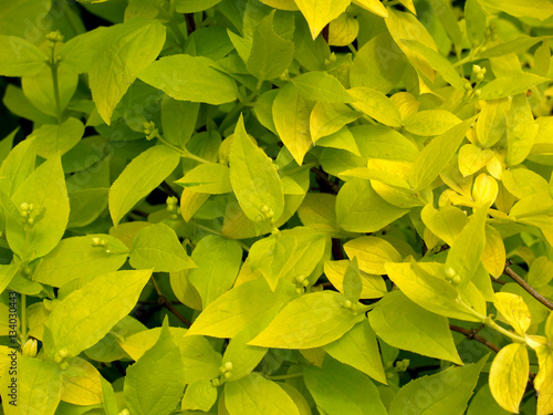 Wallpaper Mural Background from young flavovirent leaves Torontodigital.ca