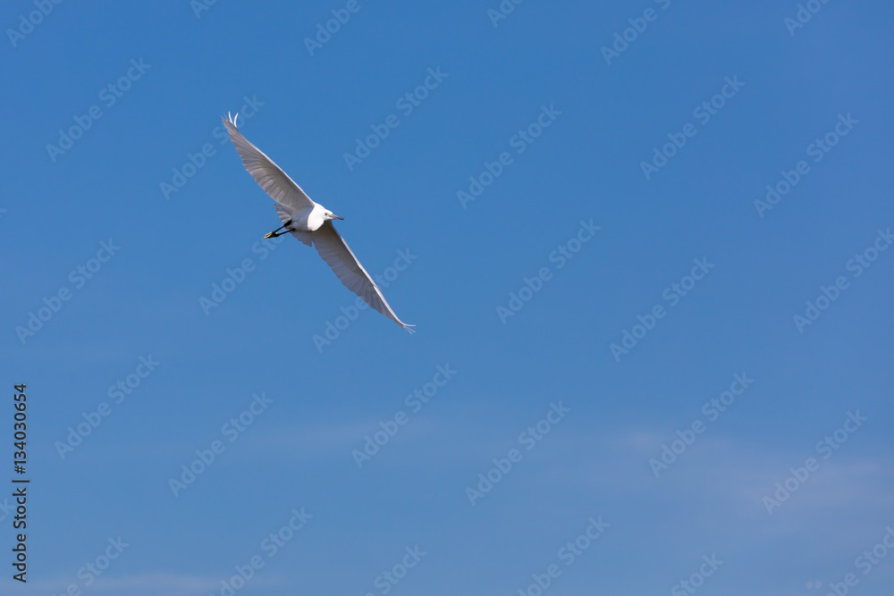 flying great white bird on a blue background flying great white bird on a blue background