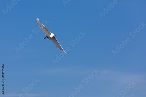 flying great white bird on a blue background