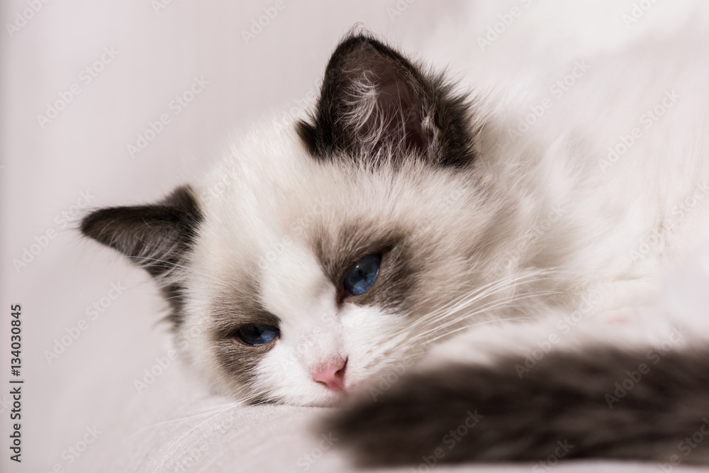  A cute Ragdoll kitten on a white sofa.