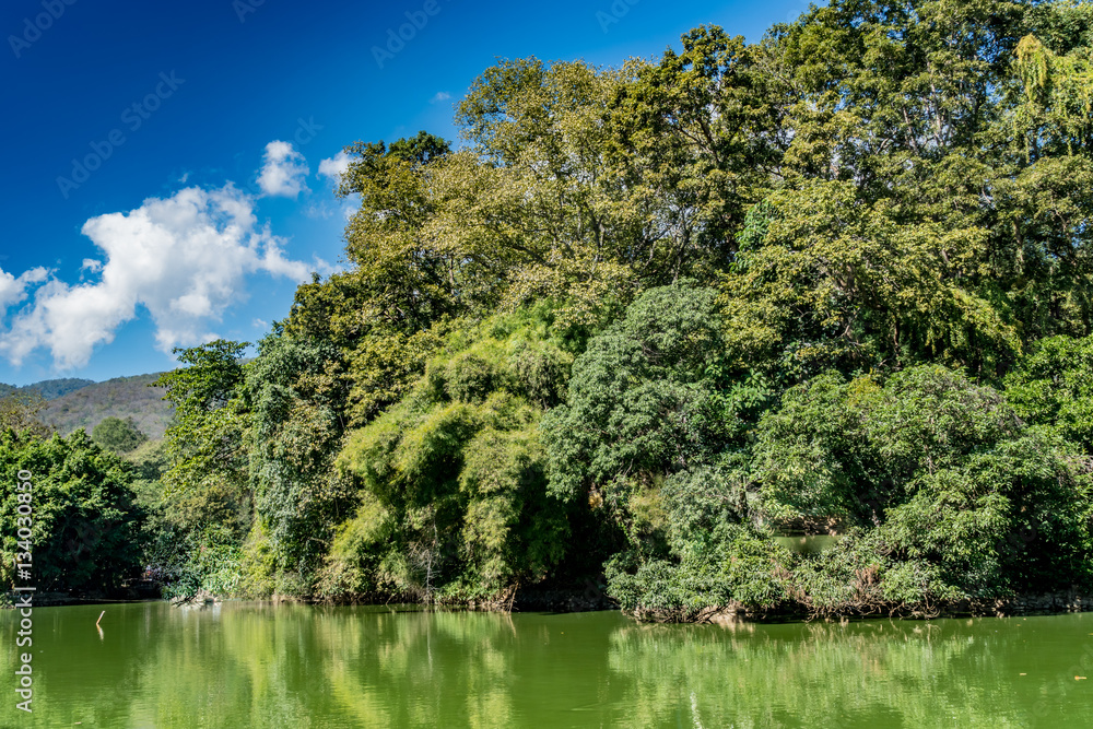 Mountain trees and green lake Mountain trees and green lake