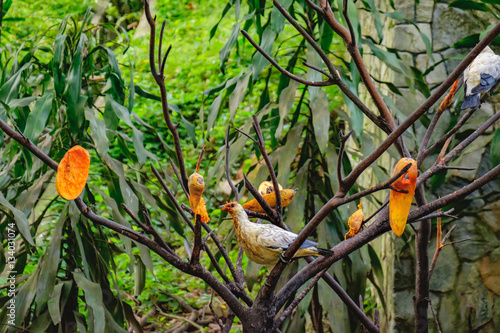 Pigeons eating papaya, Kuala Lumpur Bird Park, Kuala Lumpur, Malaysia. Torresian imperial pigeon is found in forest, woodland, savanna, mangrove and scrub and feeding almost exclusively on fruit. photo