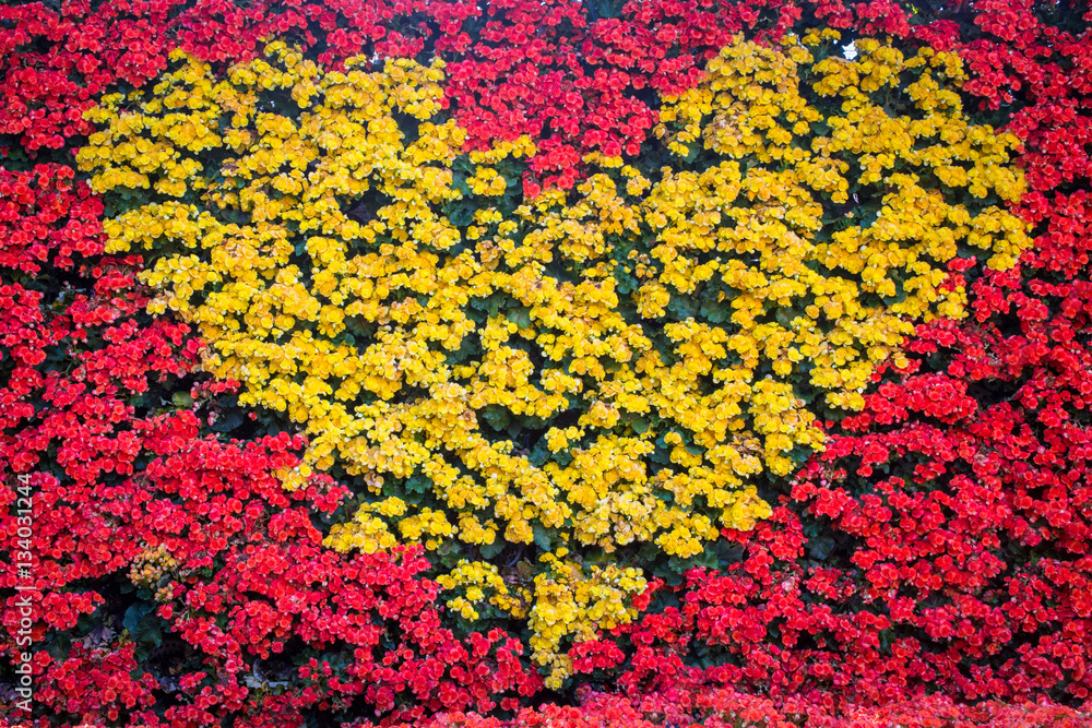 The heart wall made by Begonia flowers.