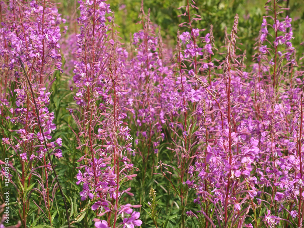 Willow-herb (Ivan tea) Willow-herb (Ivan tea)