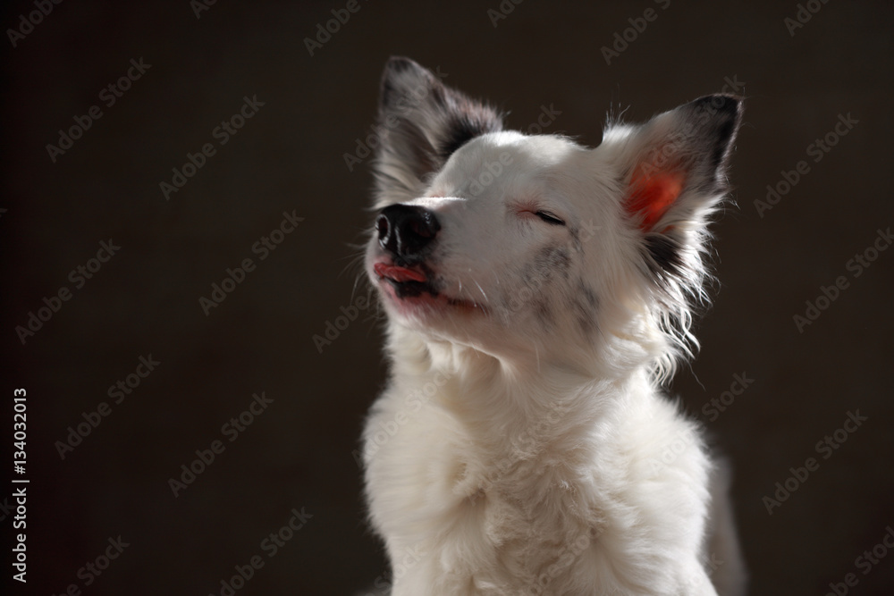 Border Collie im Studio Border Collie im Studio