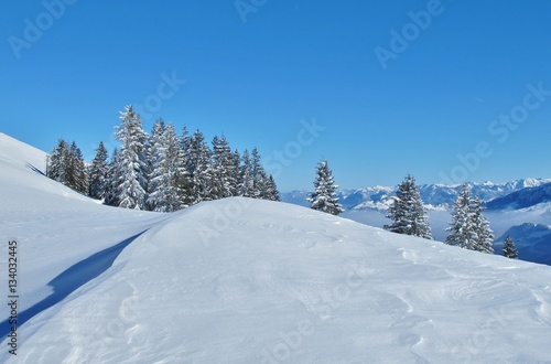 Schneelandschaft mit Tannen © Franz Gerhard