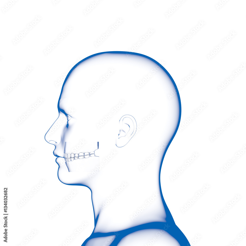 Teeth, Dental Model