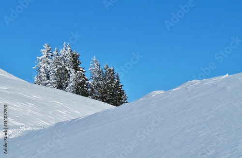 Tannen im Schnee © Franz Gerhard