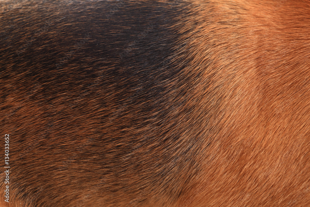 Brown dog wool close up Brown dog wool close up