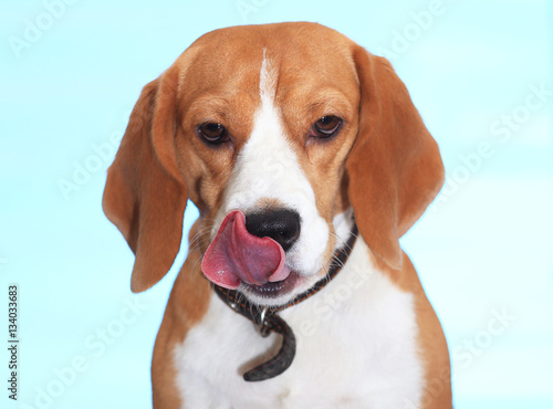 Beagle licking nose isolated on blue backdrop