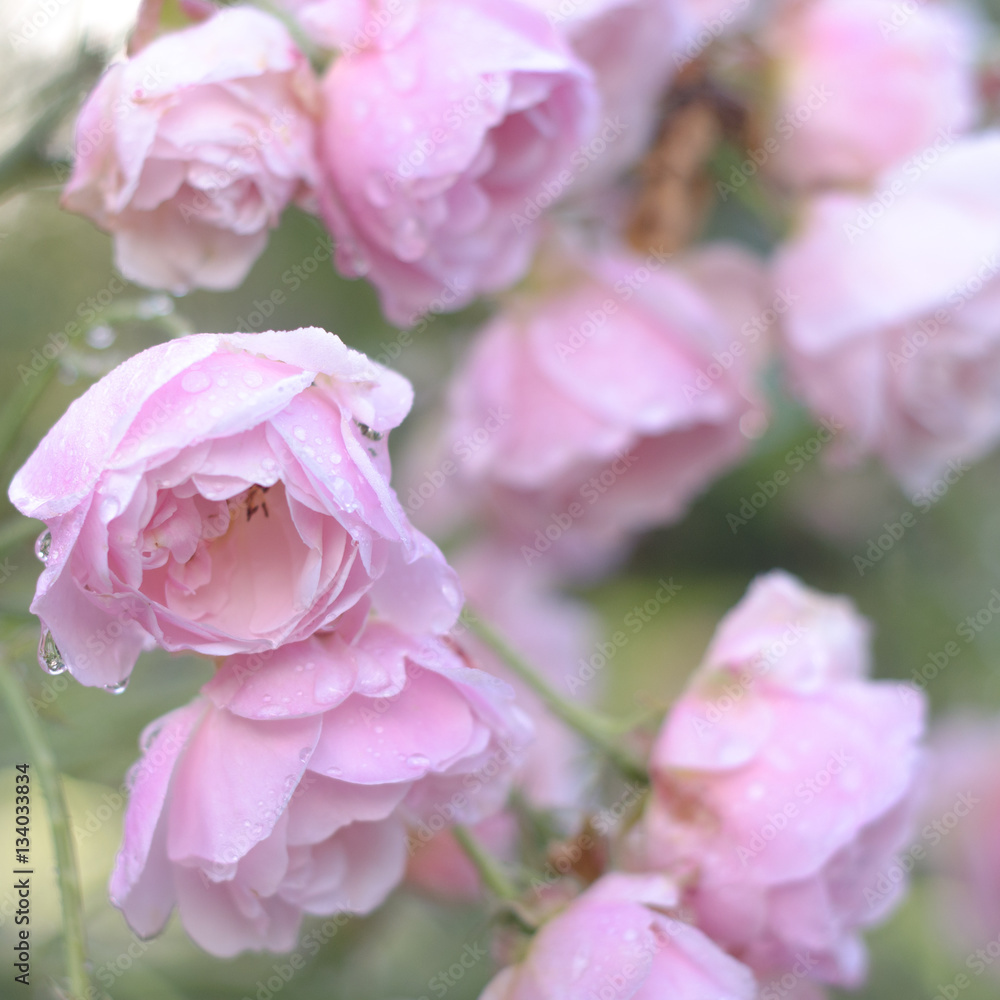 Fototapeta premium Raindrops on Pink Roses
