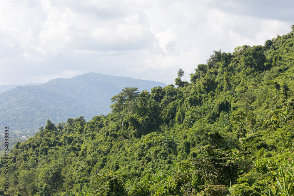 hillside rainforest hillside rainforest