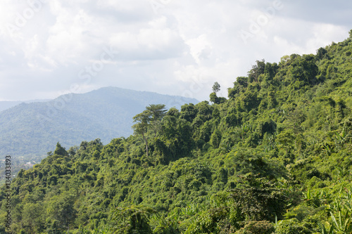 hillside rainforest