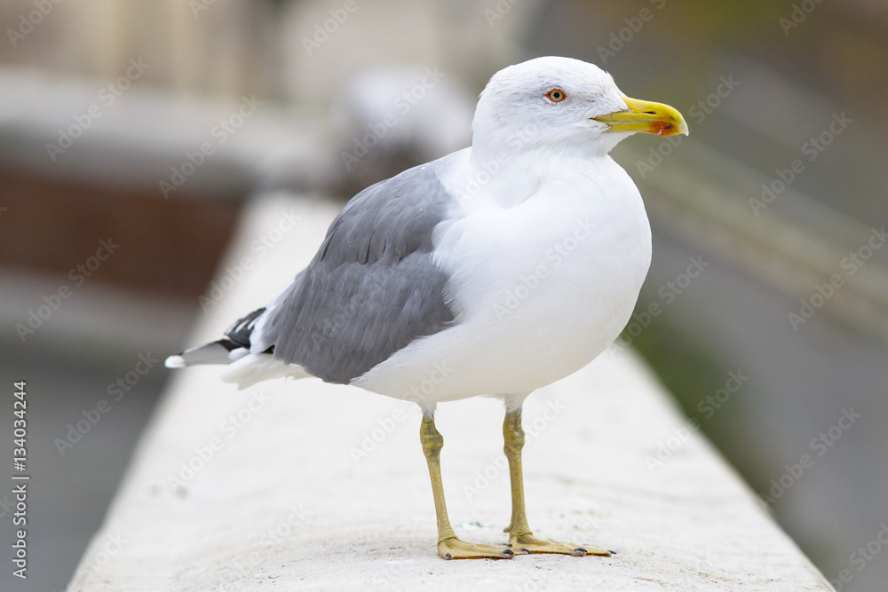 Obraz premium gabbiano