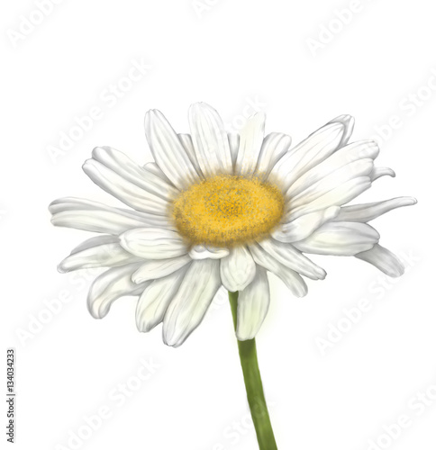 An illustrated daisy on a white background. Drawing of a daisy flower.
