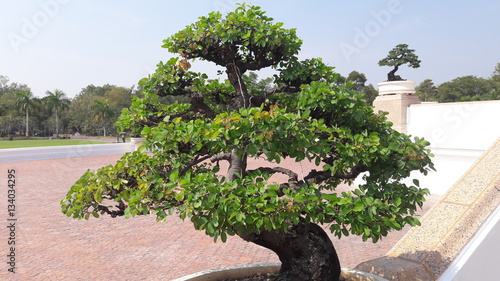 beautiful Siamese rough bush tree photo