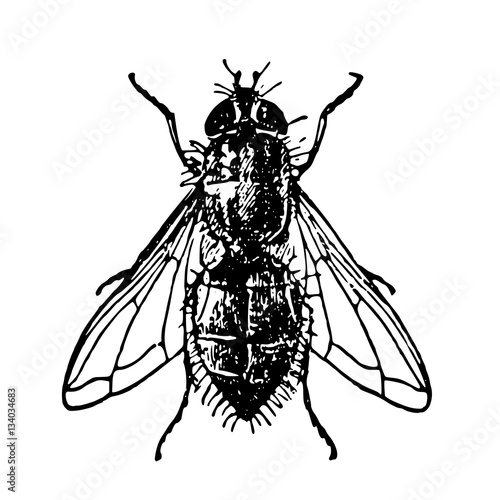 insect fly
