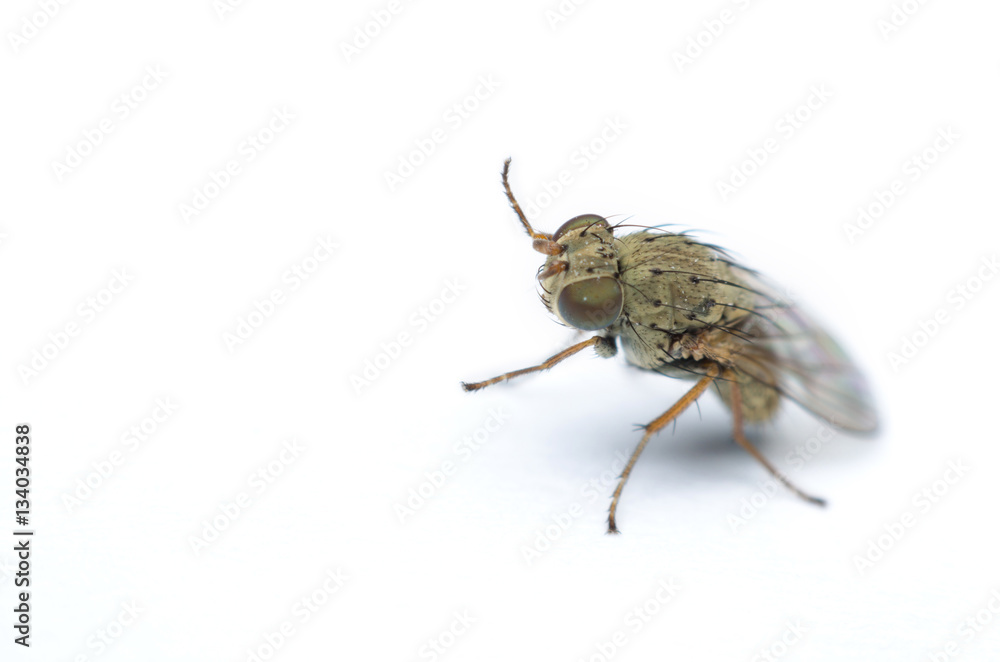 outstanding fruit fly on white dirty paper. outstanding fruit fly on white dirty paper.