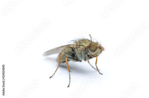 outstanding fruit fly on white dirty paper. photo