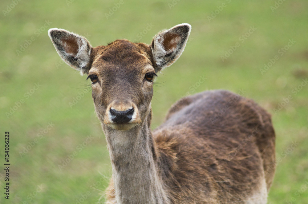 Roe deer (Capreolus capreolus) portrait in winter. Roe deer with snowy background. Roe deer in winter. Roe deer in forest. Roe deer with snowy trees on background. Roe deer (Capreolus capreolus) portrait in winter. Roe deer with snowy background. Roe deer in winter. Roe deer in forest. Roe deer with snowy trees on background.