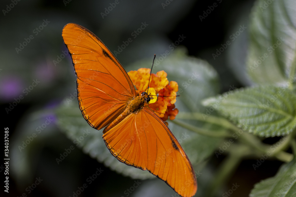 Oranger Schmetterling Oranger Schmetterling