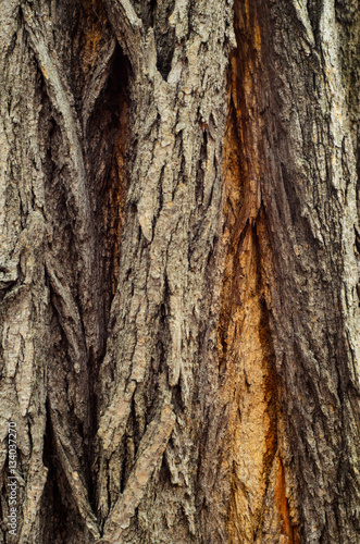 Background of the tree bark