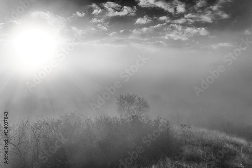 Artistic landscape of a misty forest with sunbeam (BW image) © andras_csontos