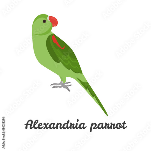 Alexandria parrot color flat icon for web and mobile design © LynxVector