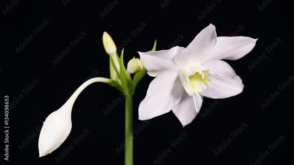 Potted flowers: euharis - Amazon lily on a black background Potted flowers: euharis - Amazon lily on a black background