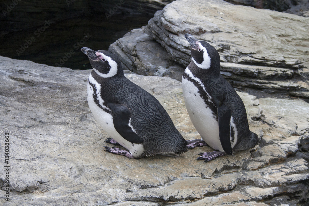 Fototapeta premium Two penguins view