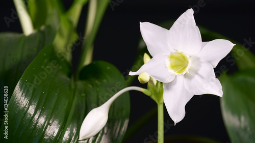 indoor plants: eucharis - Amazon lily, leaf, flower and tight buds on a black background